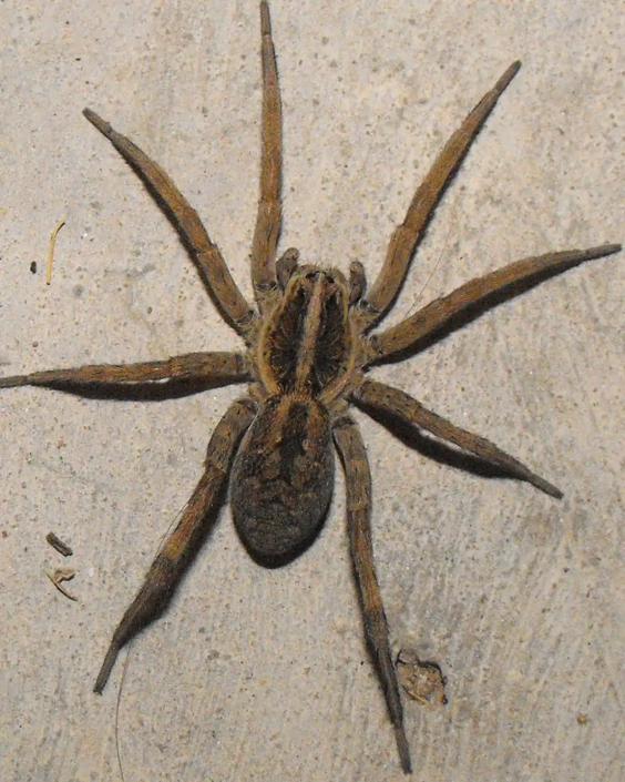 Amazing close up of the Tigrosa Georgicola spider.