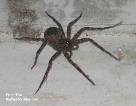 wolf spider