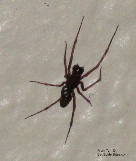 brown spider