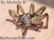 Michelle found this unknown spider