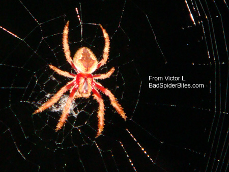 red spider with web