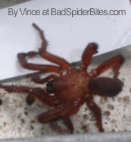 Spider found by Vince in Florida.
