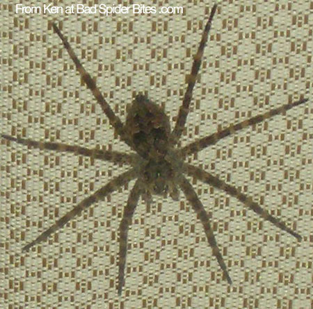 Water Spider or Orb Spider.