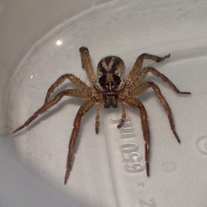 Wolf spider up close showing eyes and mouth parts
