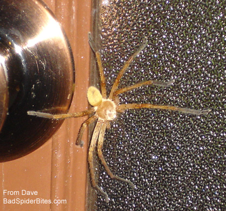 yellow spider